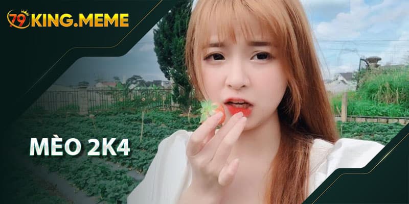 Mèo 2k4